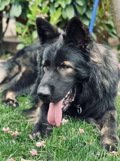 Alles rund um den Schäferhund, diskutieren erwünscht.-Beitrag-Bild