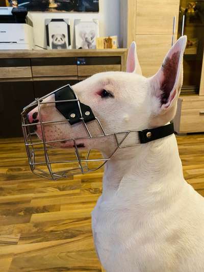 Zeigt mir doch bitte eure Maulkörbe!-Beitrag-Bild