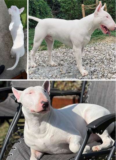 Der Gewichts-Thread-Beitrag-Bild