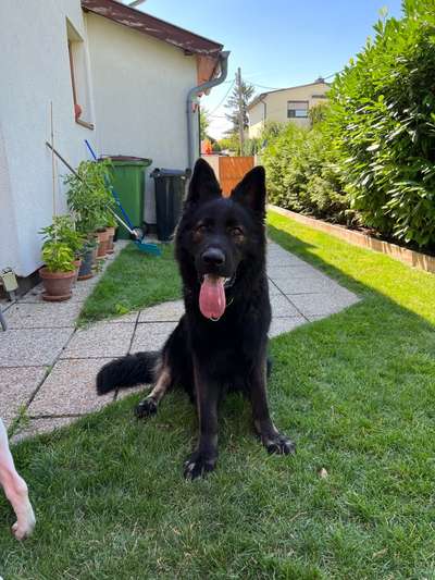 Deutsche Schäferhunde, Belgische Schäferhunde.-Beitrag-Bild