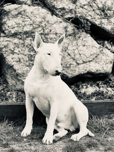 "Bulligere Arten" auch hier? :) Amstaff etc..-Beitrag-Bild