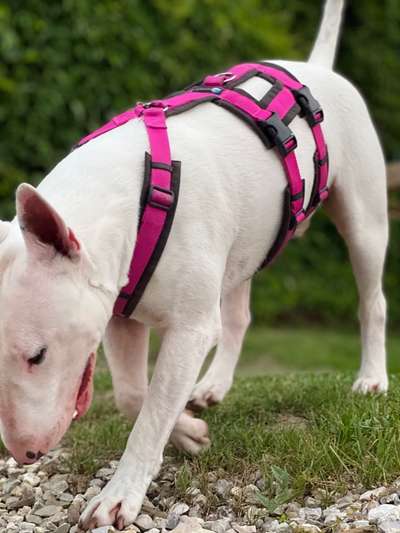 Hundegeschirr-Beitrag-Bild