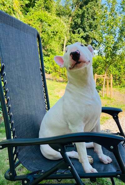 Was haben eure Hunde schon gefressen oder zerstört ?-Beitrag-Bild