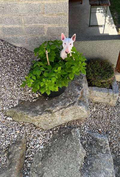 Dogorama Photo Challenge - Tarnung ist alles-Beitrag-Bild