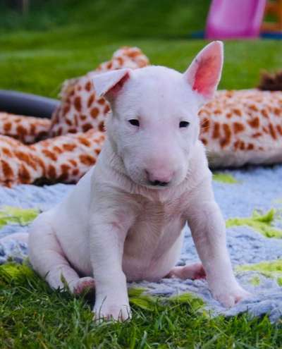 Welpen Bilder !-Beitrag-Bild