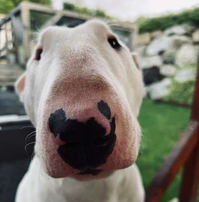 Bettel Blicke-Beitrag-Bild