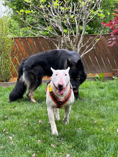 eure Junghunde 🐶🥰-Beitrag-Bild