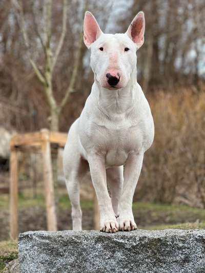 Reinrassige Hunde?-Beitrag-Bild