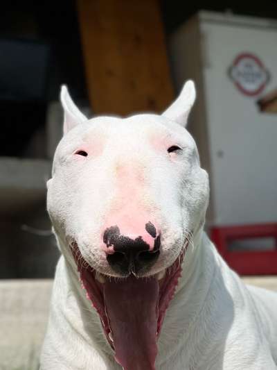 Dogorama Photo Challenge - Mäulchen auf-Beitrag-Bild