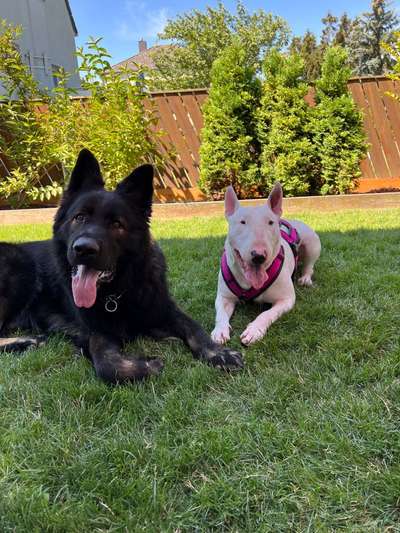 Deutsche Schäferhunde, Belgische Schäferhunde.-Beitrag-Bild