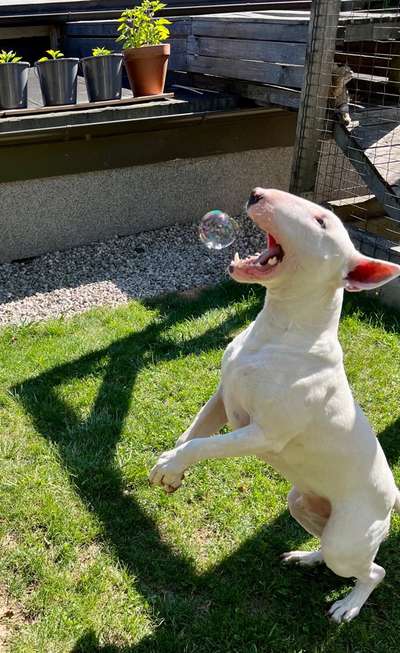 Dogorama Photo Challenge - Euer Vierbeiner auf zwei Beinen-Beitrag-Bild