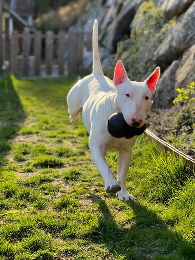 Hund im Garten - Eure Meinungen-Beitrag-Bild
