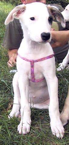 Mischlingshunde Foto Aufruf-Beitrag-Bild