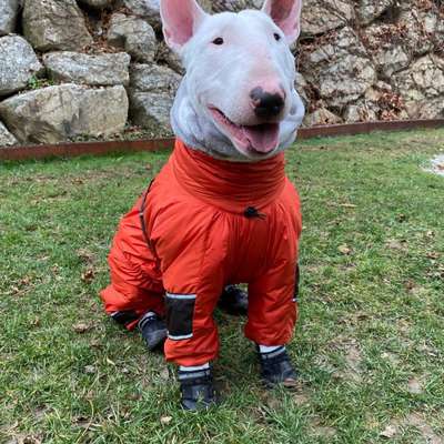 Alles rund um Hundemäntel/Bekleidung-Beitrag-Bild