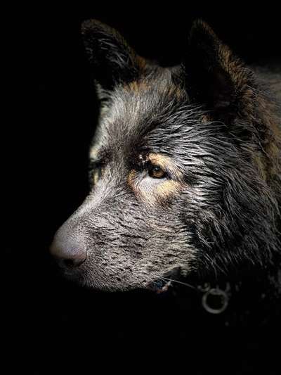 Foto's und Hundemodels-Beitrag-Bild