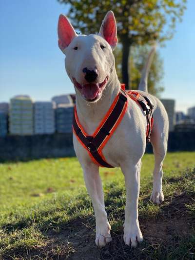 Standard Bullterrier-Beitrag-Bild