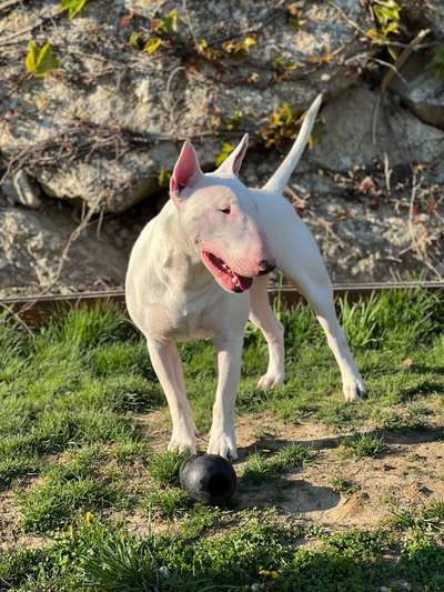 Dogscooter-Beitrag-Bild