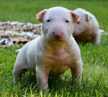 Das erste Bild eures Hundes-Beitrag-Bild