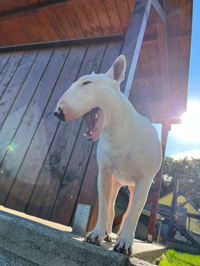 Dogorama Photo Challenge - Dein Hund beim Gähnen-Beitrag-Bild