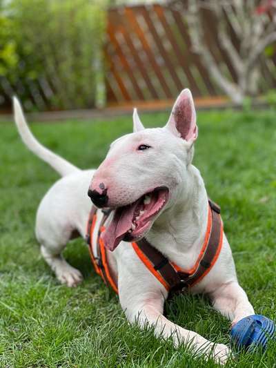 Miniatur Bull Terrier-Beitrag-Bild