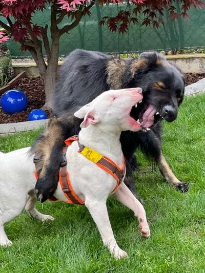 Wieviel Geschirre und Leinen habt Ihr?-Beitrag-Bild