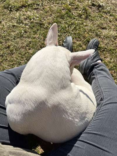 Kontaktliegen - Frage an die "Hund schläft im Bett" Fraktion ;-)-Beitrag-Bild