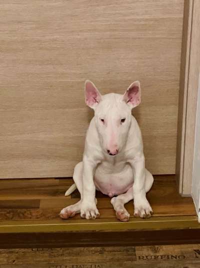 grumpy dog 😅-Beitrag-Bild