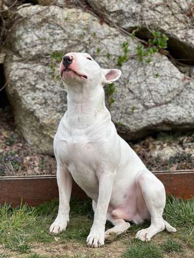 Welchen Hund hast du?-Beitrag-Bild