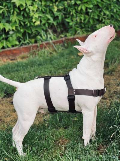 Wieviel Geschirre und Leinen habt Ihr?-Beitrag-Bild