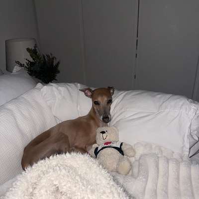 Hundetreffen-Windspiel Treffen-Bild