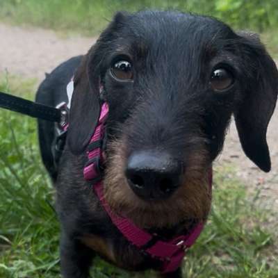 Hundetreffen-Social Walk-Bild