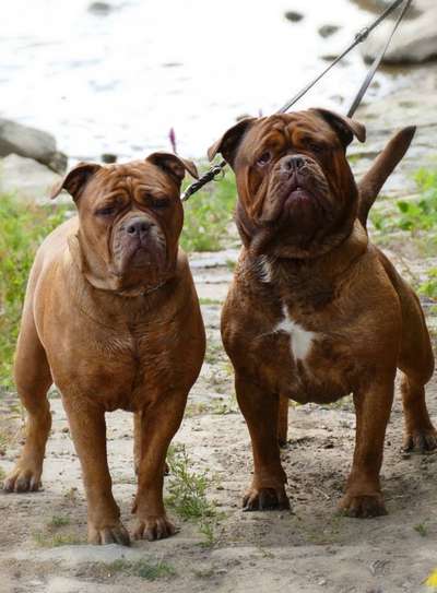 Umfrage zur relativen Schnauzenlänge-Beitrag-Bild