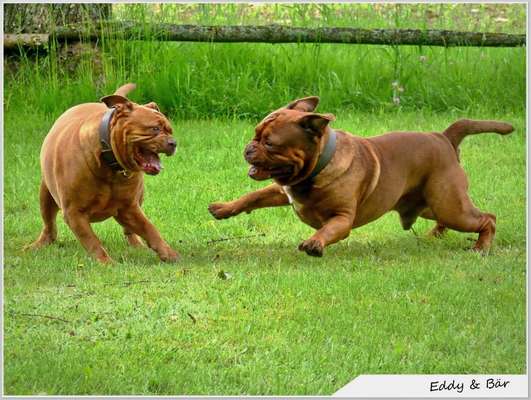 Die Dogorama Monats Challenge "Es grünt und blüht"-Beitrag-Bild