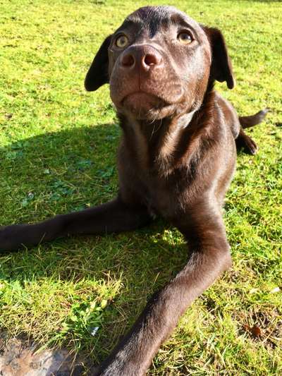 zeigt eure Hunde mit Ihren Frühlingsgefühlen:)-Beitrag-Bild