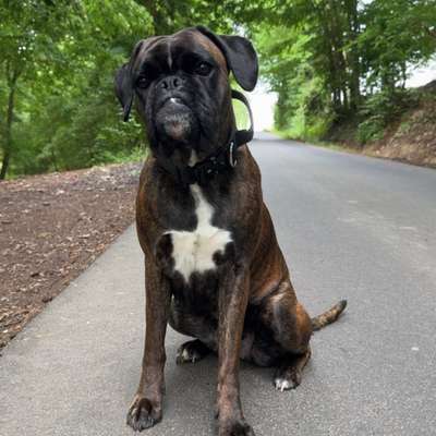 Hundetreffen-Spieltreffen-Bild