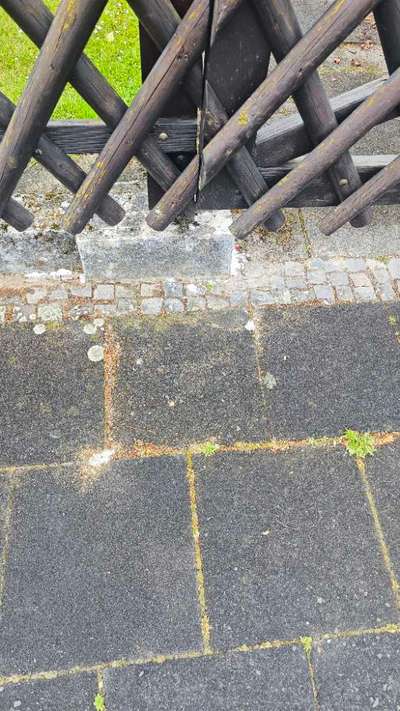 Giftköder-Weißes Pulver außerhalb vom Garten-Bild