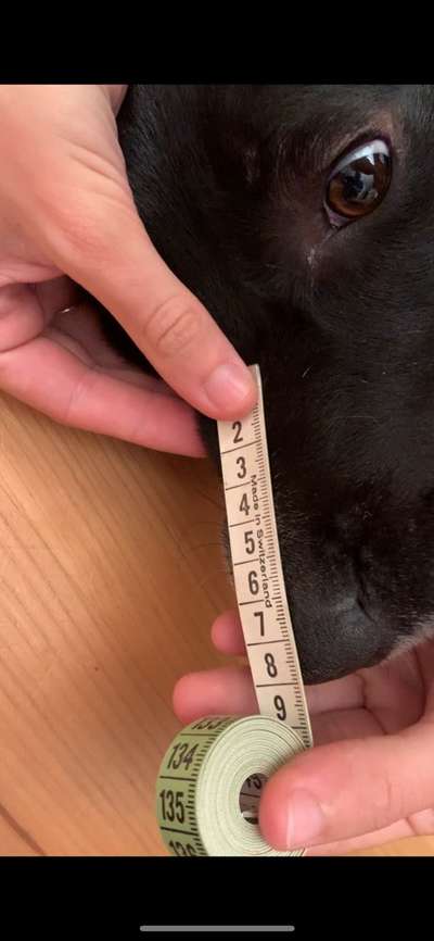 Wie sitzt mein Maulkorb / Maulkorb-Beratung-Beitrag-Bild