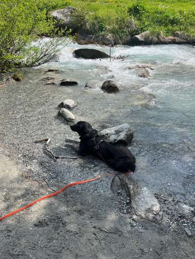 Fotosammlung: ,,Der natürliche Hund" Unbearbeitet, ungestellt und in Natura-Beitrag-Bild