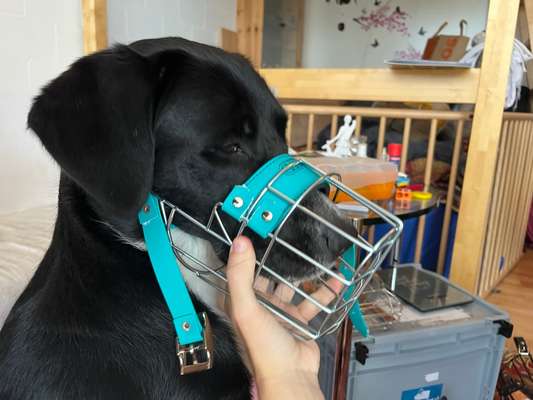 Wie sitzt mein Maulkorb / Maulkorb-Beratung-Beitrag-Bild