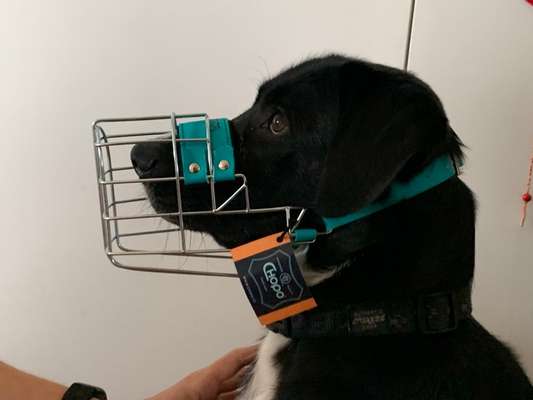 Wie sitzt mein Maulkorb / Maulkorb-Beratung-Beitrag-Bild