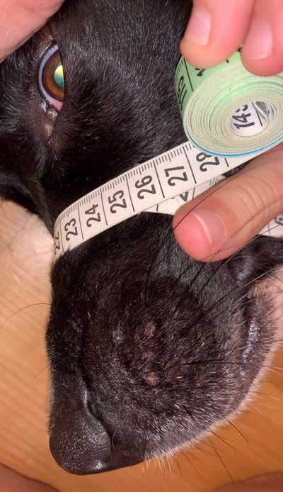 Wie sitzt mein Maulkorb / Maulkorb-Beratung-Beitrag-Bild