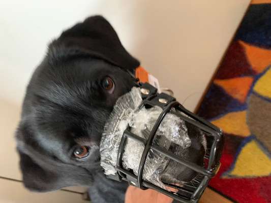 Wie sitzt mein Maulkorb / Maulkorb-Beratung-Beitrag-Bild