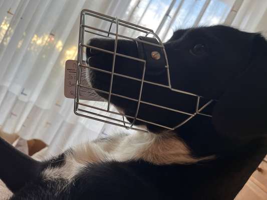 Wie sitzt mein Maulkorb / Maulkorb-Beratung-Beitrag-Bild