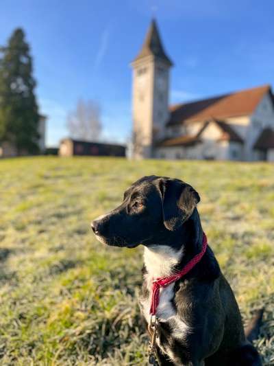 Hundetreffen-Spaziergang mit Training-Bild