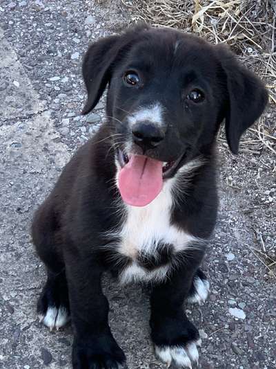 Wie kamst du zu deinem Hund?-Beitrag-Bild