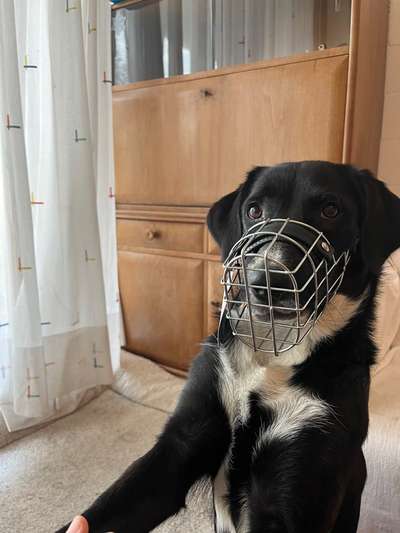 Wie sitzt mein Maulkorb / Maulkorb-Beratung-Beitrag-Bild