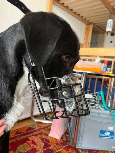 Wie sitzt mein Maulkorb / Maulkorb-Beratung-Beitrag-Bild