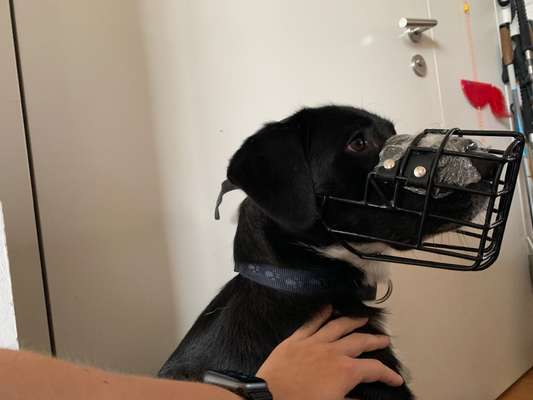 Wie sitzt mein Maulkorb / Maulkorb-Beratung-Beitrag-Bild