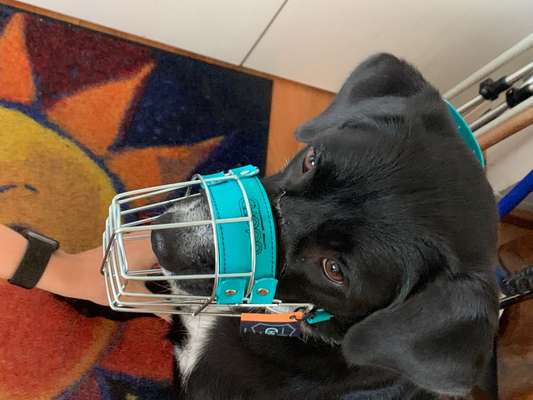 Wie sitzt mein Maulkorb / Maulkorb-Beratung-Beitrag-Bild