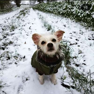 Helikopter Hundehalter!-Beitrag-Bild